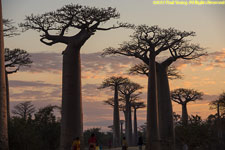 baobabs